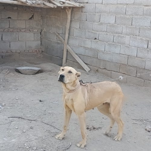 فروش یا معاوضه