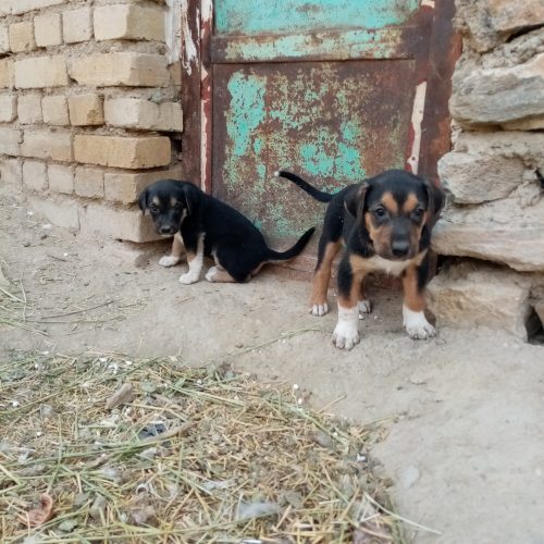 توله سگ افغان