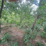 25درخت گردوثمری بزرگ 10درخت بادام ثمری نزدیک باغ استخر وقنات میباشد.این باغ به فروش میرود