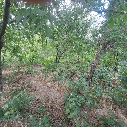 25درخت گردوثمری بزرگ 10درخت بادام ثمری نزدیک باغ استخر وقنات میباشد.این باغ به فروش میرود