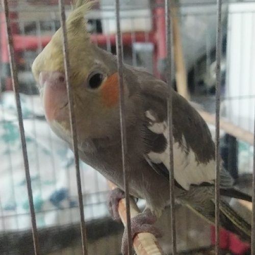 عروس هلندی ۶۰۰ تومن