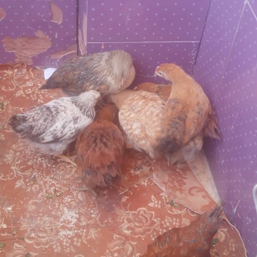 7 تا جوجه گلپایگانی درحد مرغ