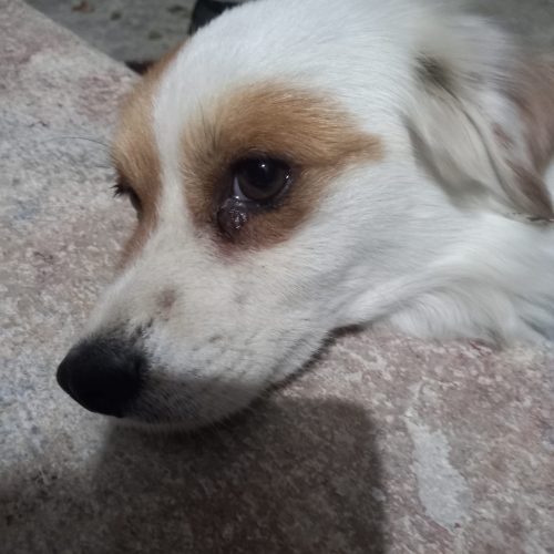 سگ خانگی دوست‌داشتنی برای فروش