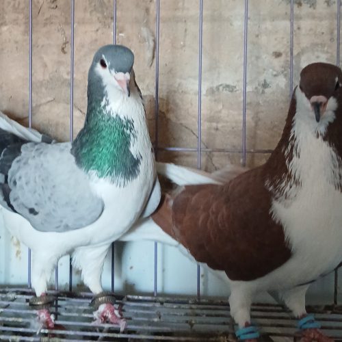 3 عدد شیرازی