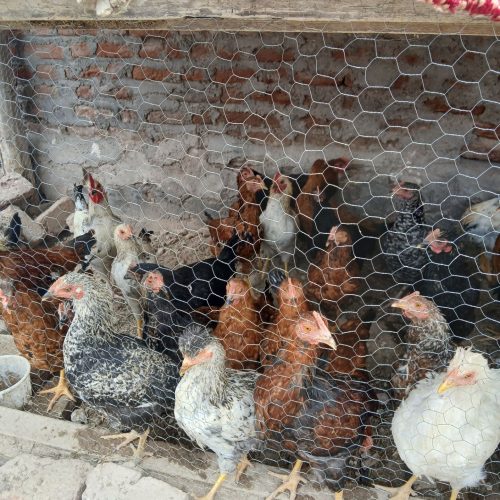 جوجه محلی بزرگ 150 تومان