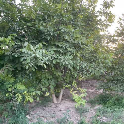 دامداری و باغچه