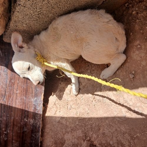 سگ ماده معاوضه با کبوتر