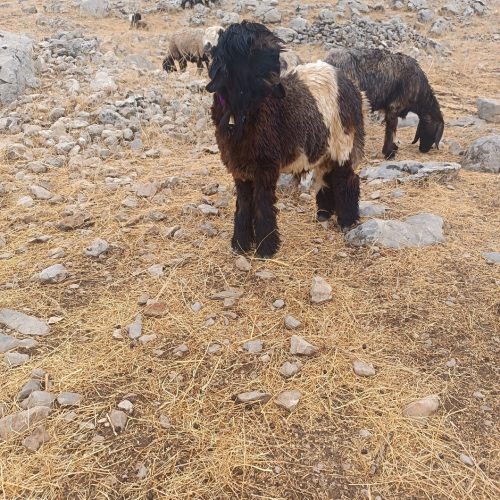 بره کله سیاه  تا