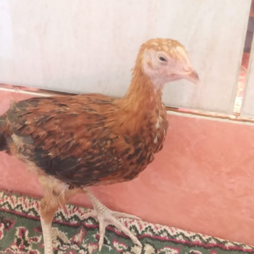 جوجه محلی حراج