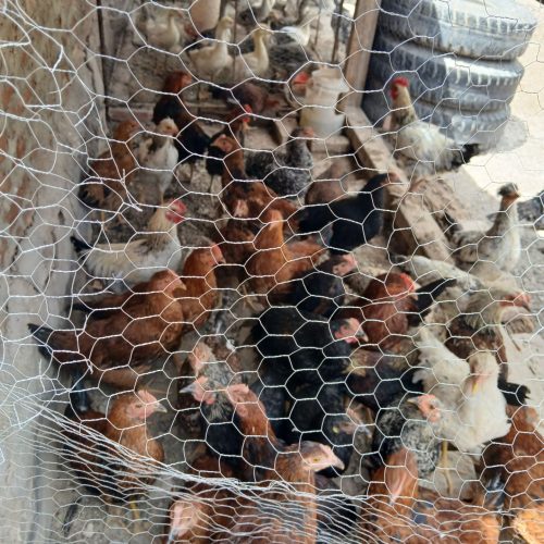 جوجه محلی بزرگ 150 تومان