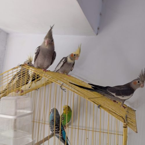 عروس هلندی های زیبا