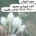 کیلوی 20ملیون
