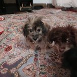 توله سگ شیتزو