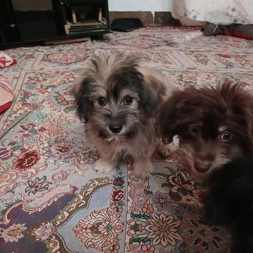 توله سگ شیتزو