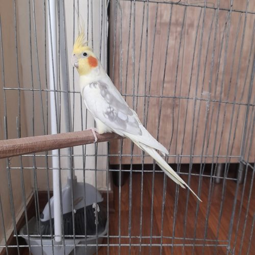 تعدادی عروس هلندی لوتینو مولدباکیفیت عالی واکسینه شده