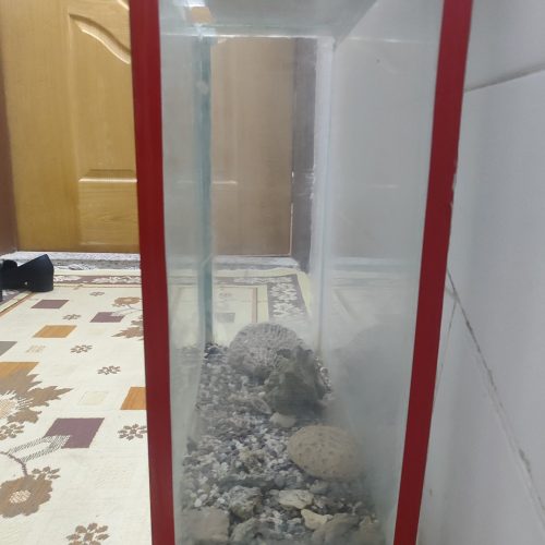 آکواریوم تمیز و سالم