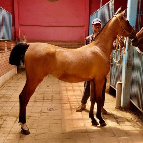 کره اسب ماده درهشوری