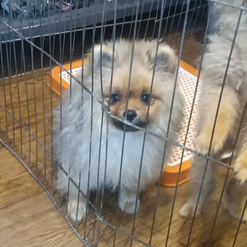 توله پامرانین