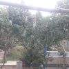 فروش باغ