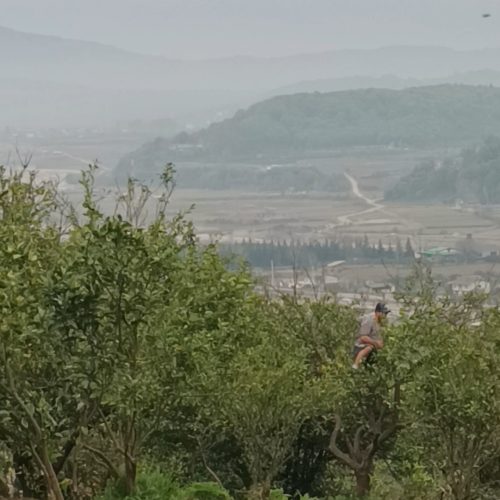 فروش فوری  زمین باغی