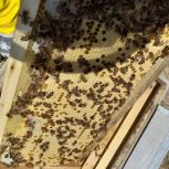 فروش فوری معاوضه هم هستم زنبور عسل کارنیکا