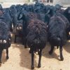 بره و شیشک قوچهای قره’قزل اصیل نژاددار تخمی