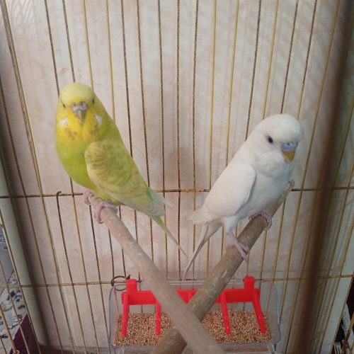 مرغ عشق انگلیسی