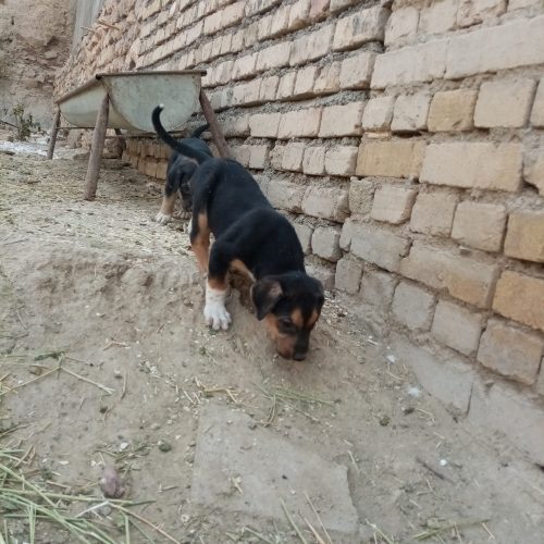 توله سگ افغان