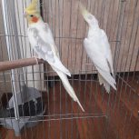 تعدادی عروس هلندی لوتینو مولدباکیفیت عالی واکسینه شده