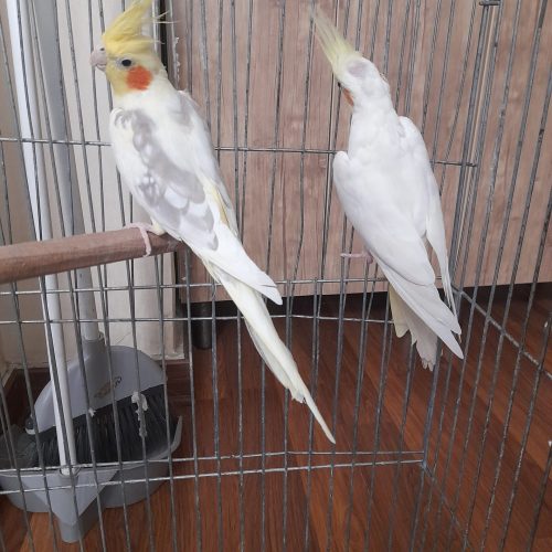 تعدادی عروس هلندی لوتینو مولدباکیفیت عالی واکسینه شده