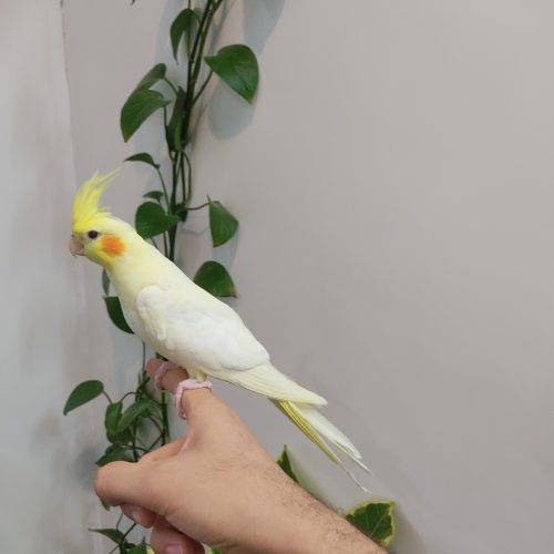 عروس هلندی لوتینو زعفرانی دستی و مرغ عشق اکثر نژاد ها