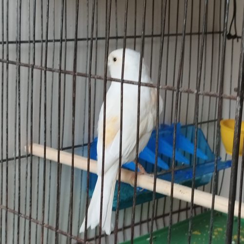 پرنده قناری