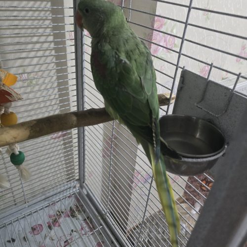 شاه طوطی فوری