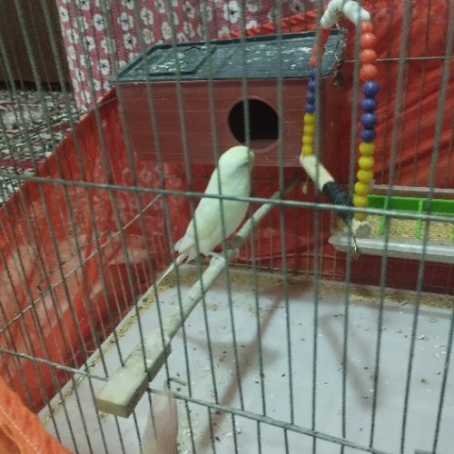 دو جفت مرغ عشق