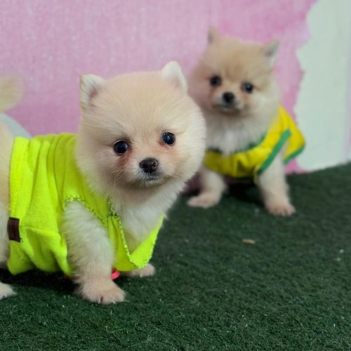 دونه ای 15 تومن 2 تا موجود هس نر و ماده