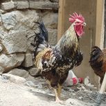 دوتا خروس محلی سالم