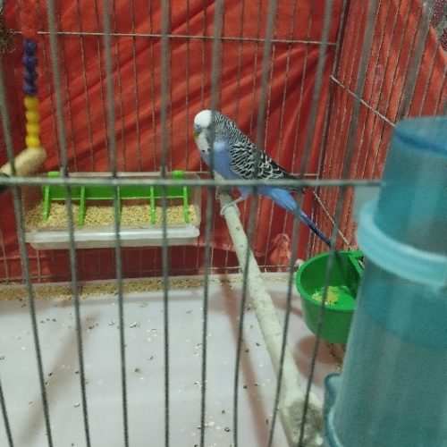 دو جفت مرغ عشق