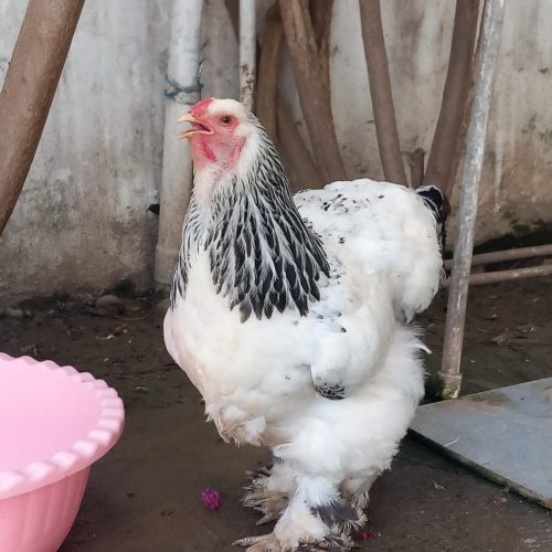 مرغ و خروس برهما لایت