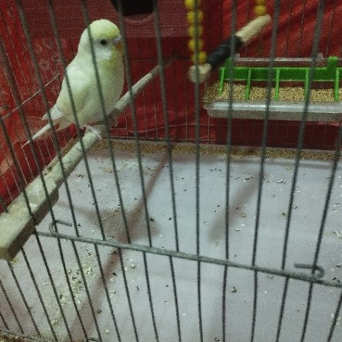 دو جفت مرغ عشق