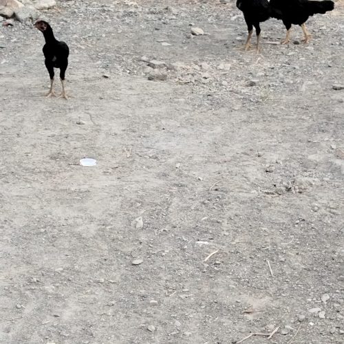 مرغ و غاز محلی