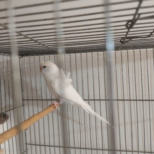 عروس هلندی لوتینو زعفرانی دستی و مرغ عشق اکثر نژاد ها