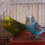 دو مرغ عشق نروماده هستند