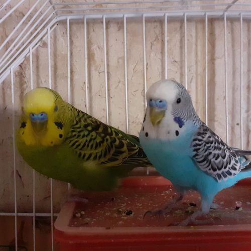 دو مرغ عشق نروماده هستند