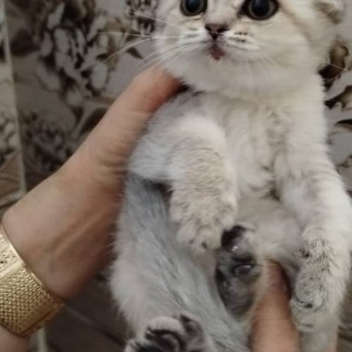 اسکاتیش بلوگلد 2ماهه