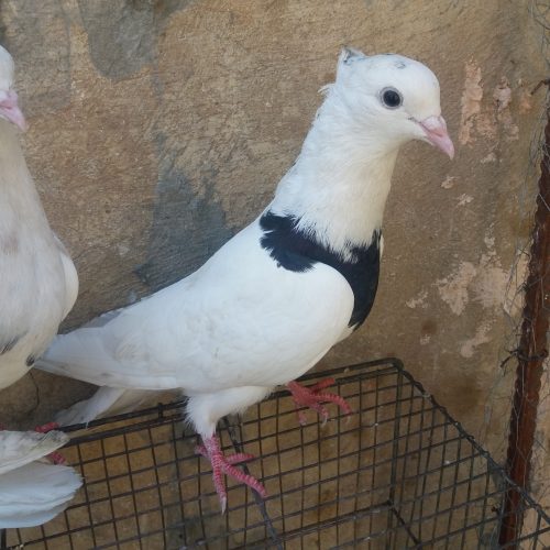 کبوتر طوقی و رنگی دره شهر