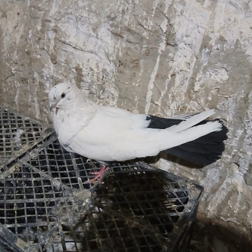 یک جفت کبوتر برای فروش