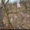 باغ دروایقان شبستر جاده اجر پزی منطقه نادر اباد