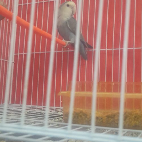 یگ جفت طوطی