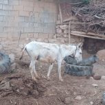 الاغ نر گوسفندی