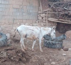 الاغ نر گوسفندی